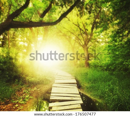 a magical bridge in a green lush forest