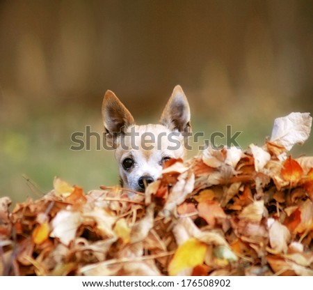 a cute chihuahua in a pile of leaves