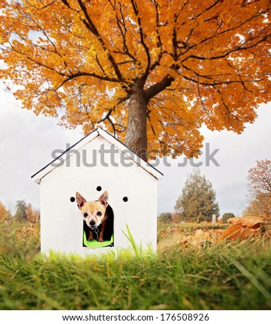 a cute chihuahua in a doghouse out in a yard during fall or autumn weather