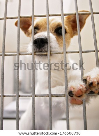 a dog in an animal shelter, waiting for a home (shot at high iso)