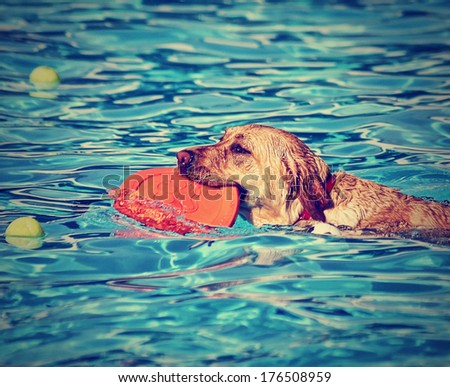 a cute  dog at a local public pool done with a retro vintage instagram filter