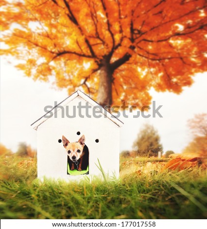 a cute chihuahua in a doghouse out in a yard during fall or autumn weather