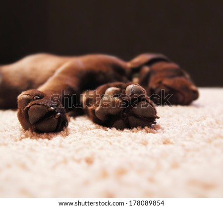 a cute chocolate lab puppy sleeping in a house with shallow dept