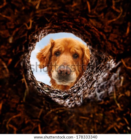 a dog peeking into a dirt hole in the ground