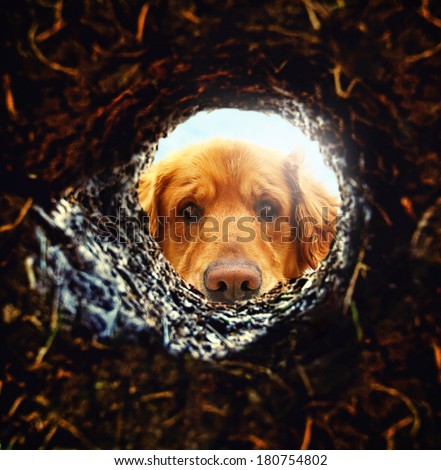 a dog looking down a hole in the ground with the sun shining behind