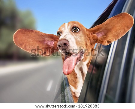 a basset hound riding in a car with her head out of the window and her ears flapping in the wind