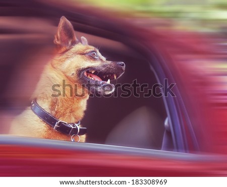 a dog riding in a car done with a soft vintage instagram  like filter