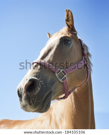 a horse\'s head profile