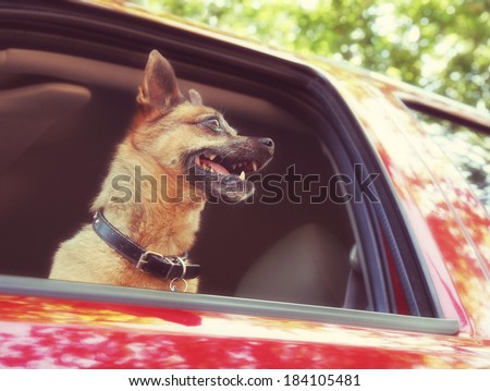 a dog riding in a car done with a soft instagram like filter
