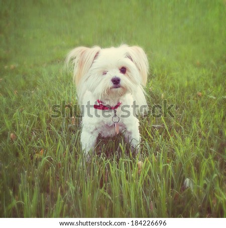a cute dog on the grass at a local park during summer done with a soft vintage instagram filter