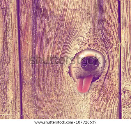 a cute dog\'s nose and tongue poking out of a hole in the fence licking and drooling