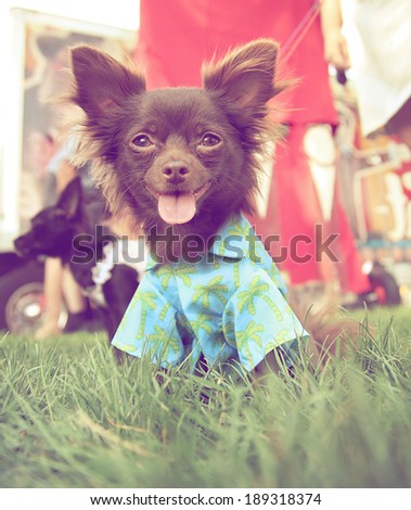 a cute chihuahua at a local park with a shirt on