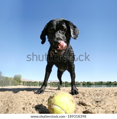 a black lab looking at a tennis ball on the sand