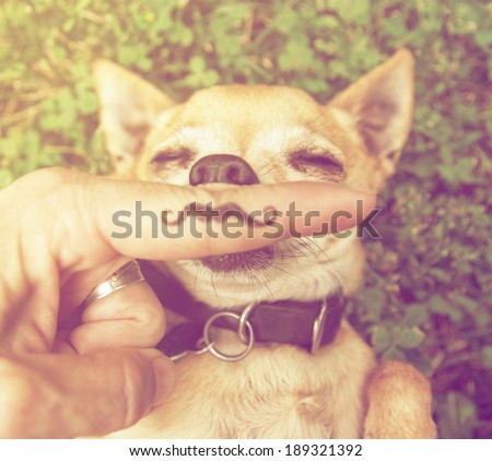 a cute chihuahua with a mustache finger in front of him done with a retro vintage instagram filter