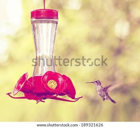 a cute hummingbird hovering at a nectar feeder done with a retro vintage instagram filter