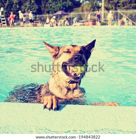 a cute dog at a local public pool done with a retro vintage instagram filter