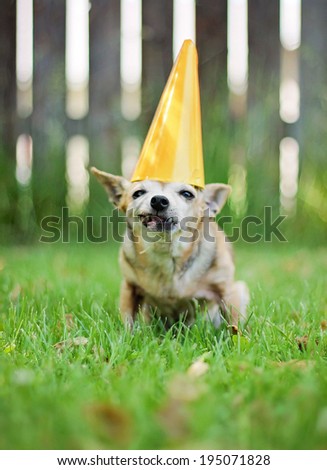 a chihuahua with a birthday hat on sitting in the grass