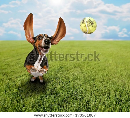 a cute basset hound chasing a tennis ball in a park or yard on the grass