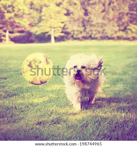 Dog running to try and catch a tennis ball in mid-air done with a retro vintage instagram filter