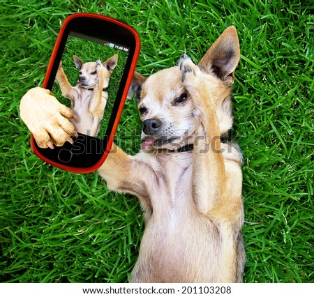 a cute chihuahua in the grass taking a selfie on a cell phone cell phone