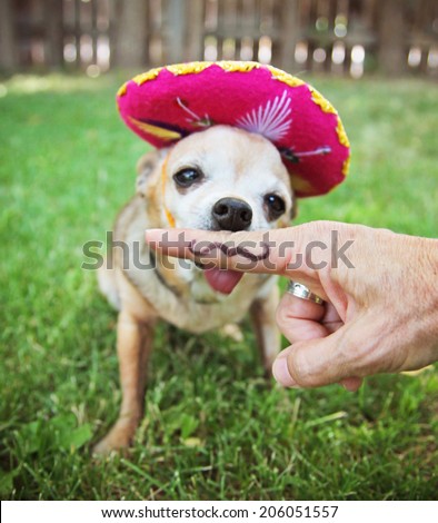 a chihuahua with a sombrero hat on sitting in the grass