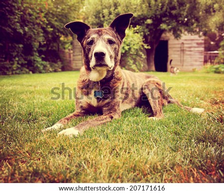 a senior dog laying in the grass toned with a retro vintage instagram filter