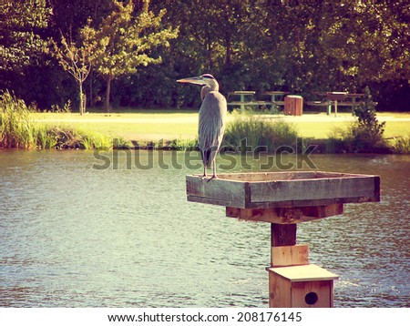 a heron in a local park pond done with a retro vintage instagram filter