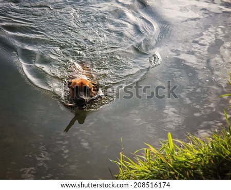 a boxer pit bull mix swimming in a pond with a stick, making ripples in the water