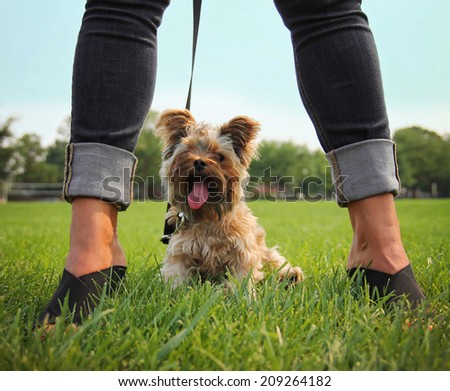 a yorkshire terrier sitting between a glamorous woman\'s legs