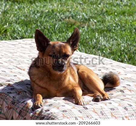 a cute chihuahua laying in the sun on a pet bed in a yard with green grass