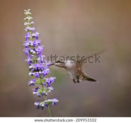 a cute hummingbird hovering at a flower to drink nectar