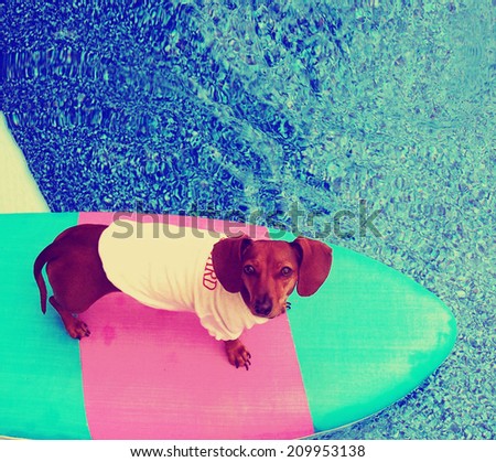 a cute dachshund on a board in a pool toned with a vintage retro instagram filter