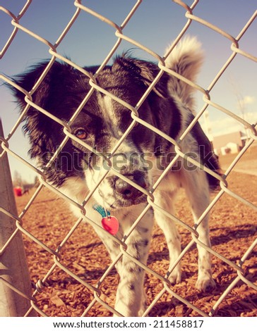 a dog out enjoying nature at a dog park toned with a retro vintage instagram filter
