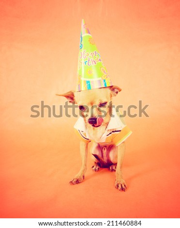 a cute chihuahua with a birthday hat on toned with a retro vintage instagram like filter