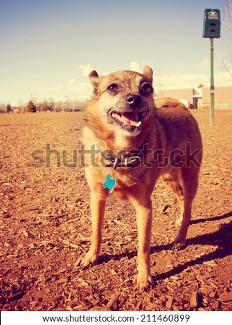 a dog out enjoying nature at a dog park toned with a retro vintage instagram filter