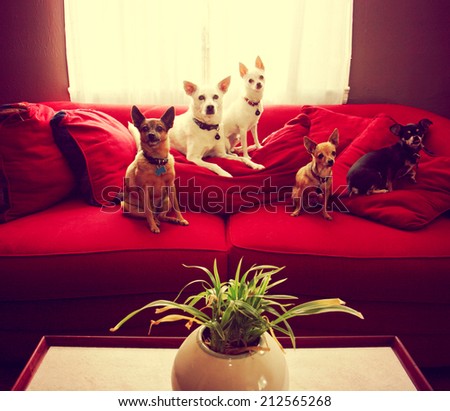 a group of chihuahua dogs sitting on a couch in a living room toned with a retro vintage instagram filter effect