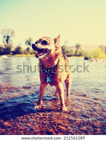 a cute chihuahua enjoying the river outdoors on a summer day toned with a retro vintage instagram filter effect