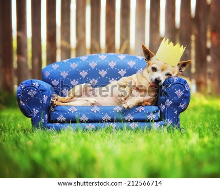 a cute chihuahua with a crown on napping on a couch outside in the grass