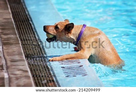 a dog having fun at a local public pool