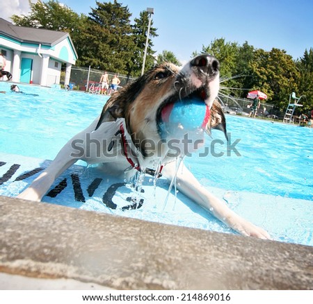a cute dog having fun at a local public pool