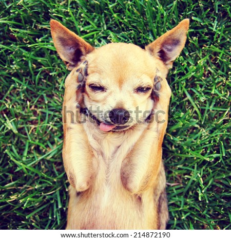 a cute chihuahua laying in the grass outside done with a retro vintage instagram filter