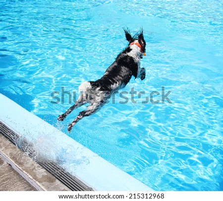 a cute dog at a local public pool