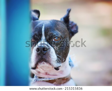 a cute boston terrier at a local park on a hot sunny day