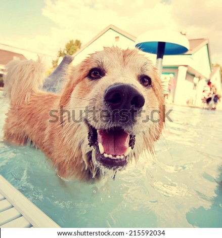 a cute dog at a local public pool toned with a retro vintage instagram filter effect