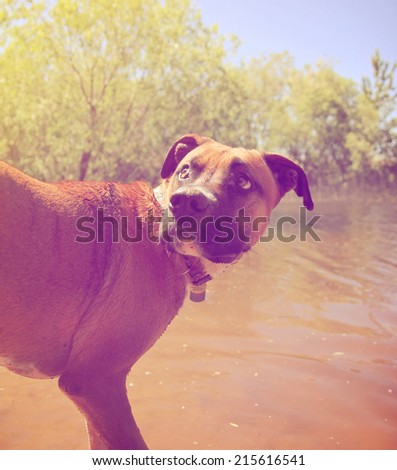 a boxer pit bull mix swimming in a pond at a local park toned with a retro vintage instagram filter effect
