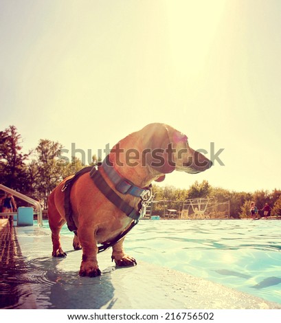 a cute dog at a local public pool toned with a retro vintage instagram filter effect and back lit by the summer sun creating a soft focus