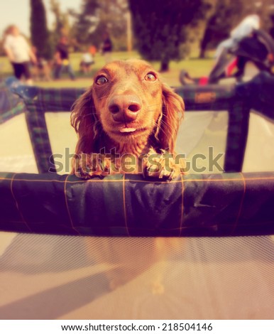 a cute dog in a play pen at a park during summer