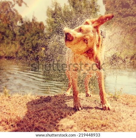 a dog shaking off water by a river on a warm summer day toned with a warm vintage instagram filter