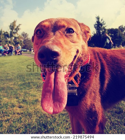 a cute dog in the grass at a park during summer toned with a retro vintage instagram filter effect