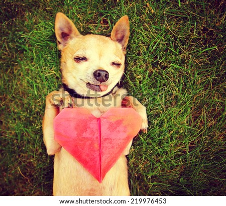 a cute chihuahua holding an origami paper heart toned with a retro vintage instagram filter effect (focus in on the heart) shallow DOF